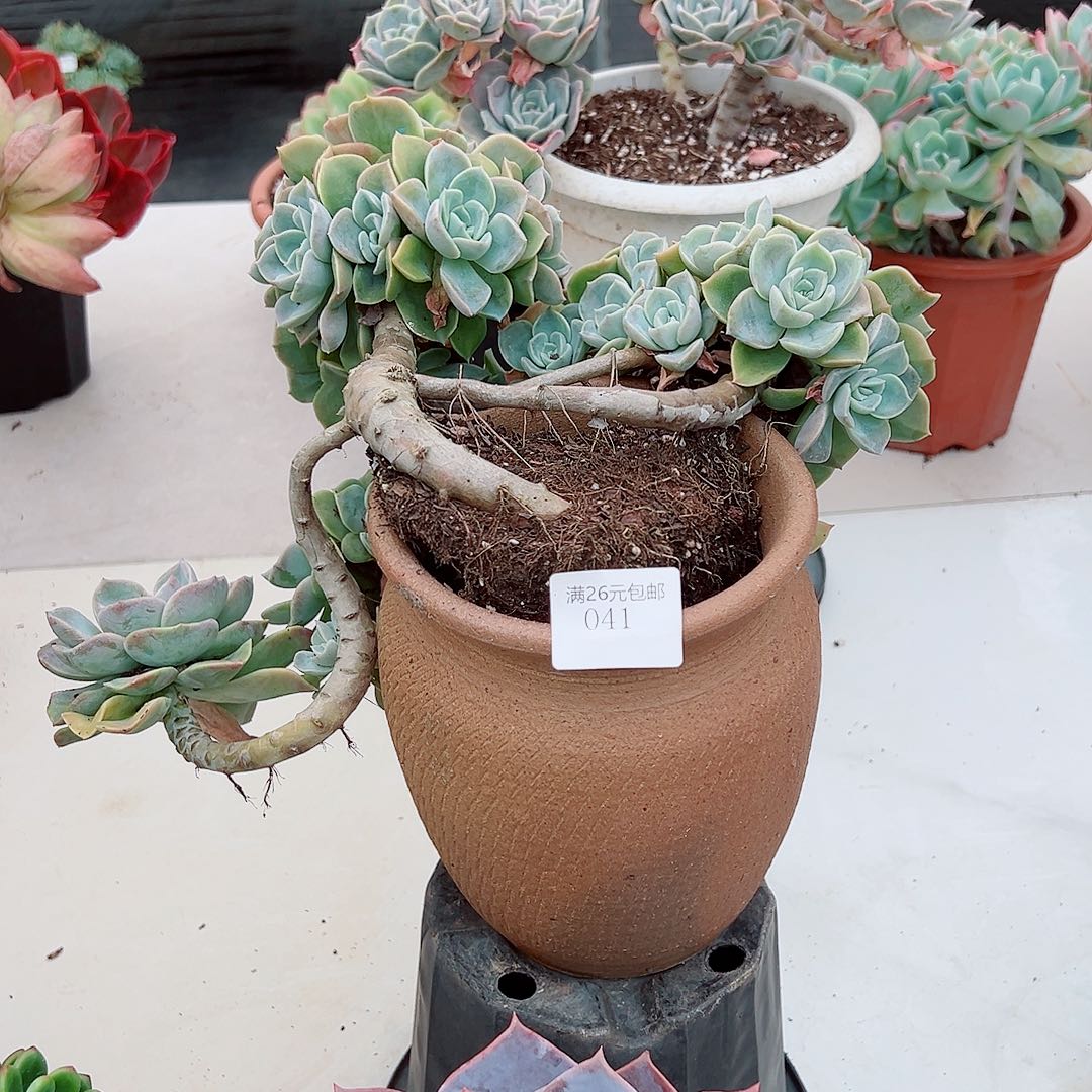 F***7041哈利沃森多肉植物多肉