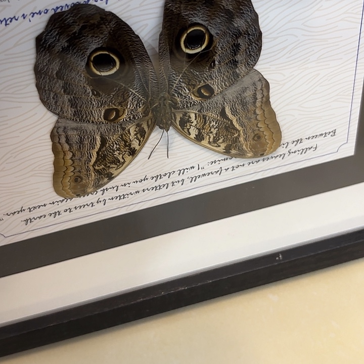 —***—蝴蝶标本定制642@