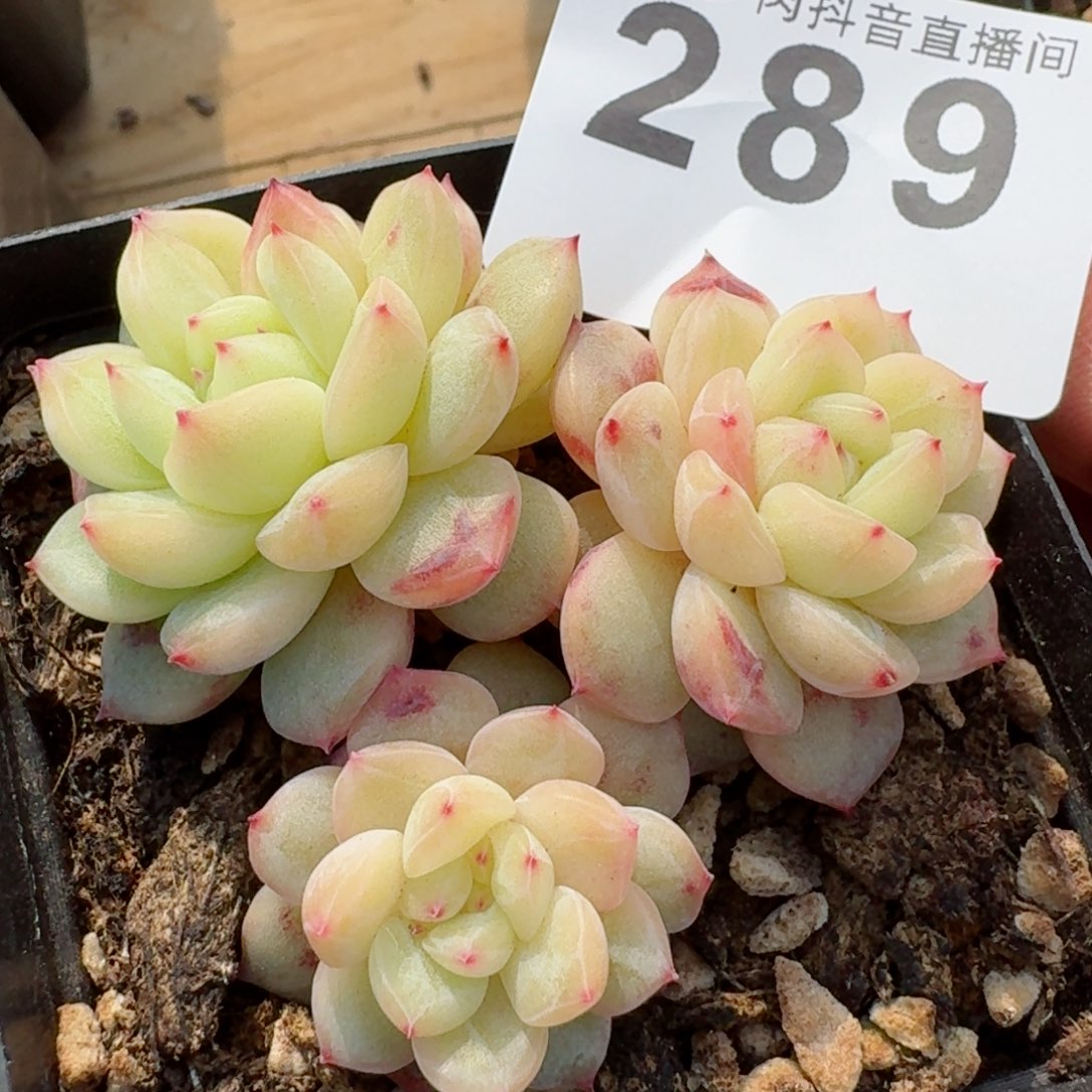 寒绯         精品多肉