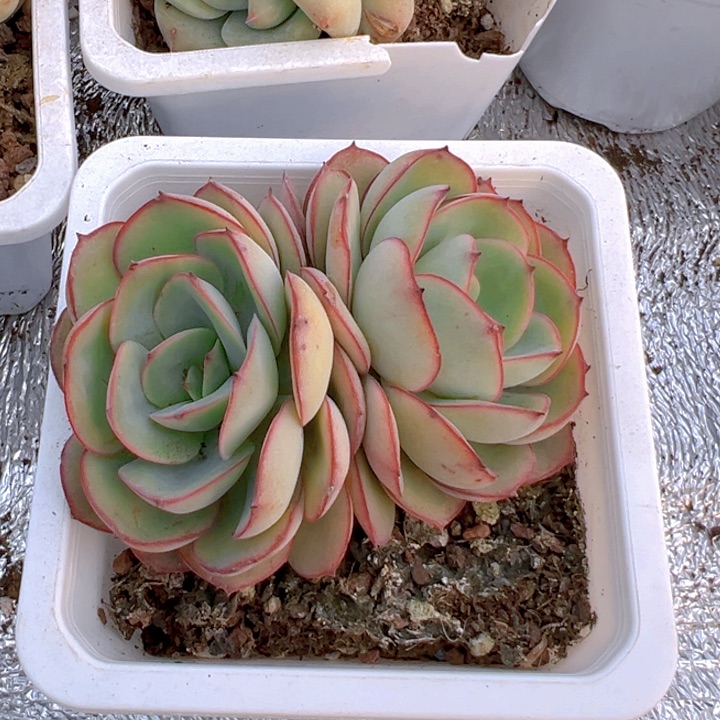 双头牡丹亭【两单包邮】一物一拍