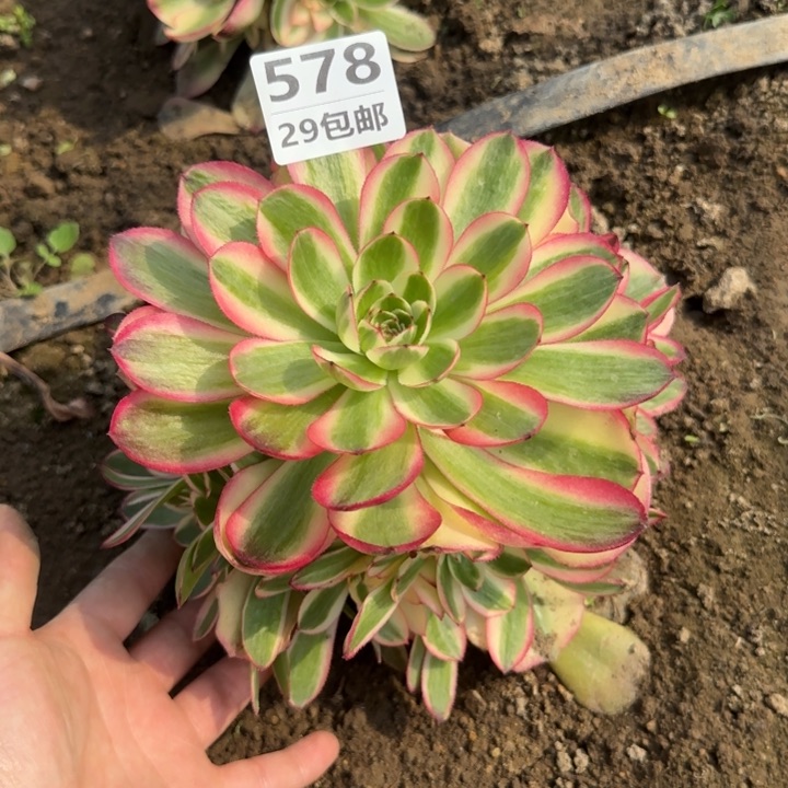 倾城……多肉植物……