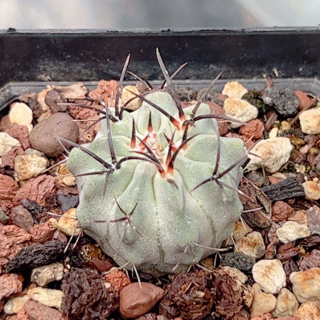 实生 白肌素妆玉