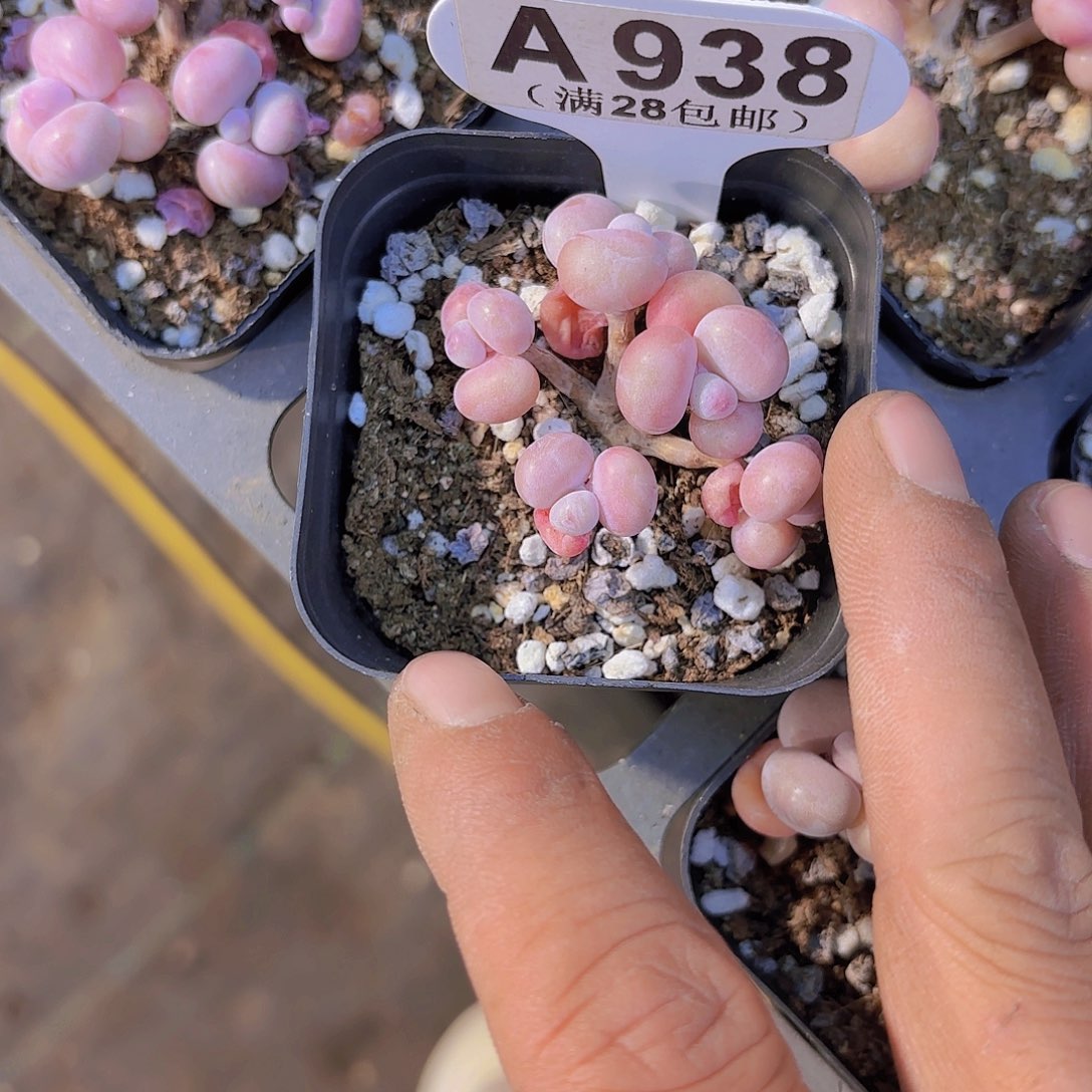 A938丸叶糖果一物一拍