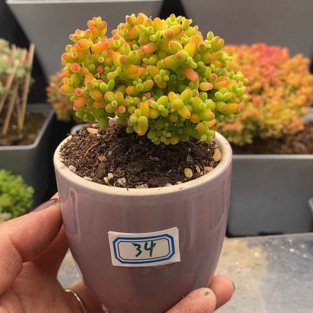 完全开放34号蜜橘糖球（6.5cm）