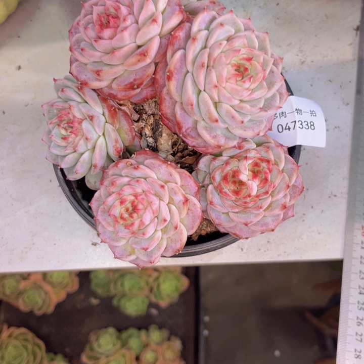 小***姐多肉一物一拍7338