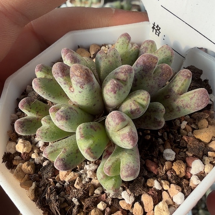 204。满38包邮肉锥