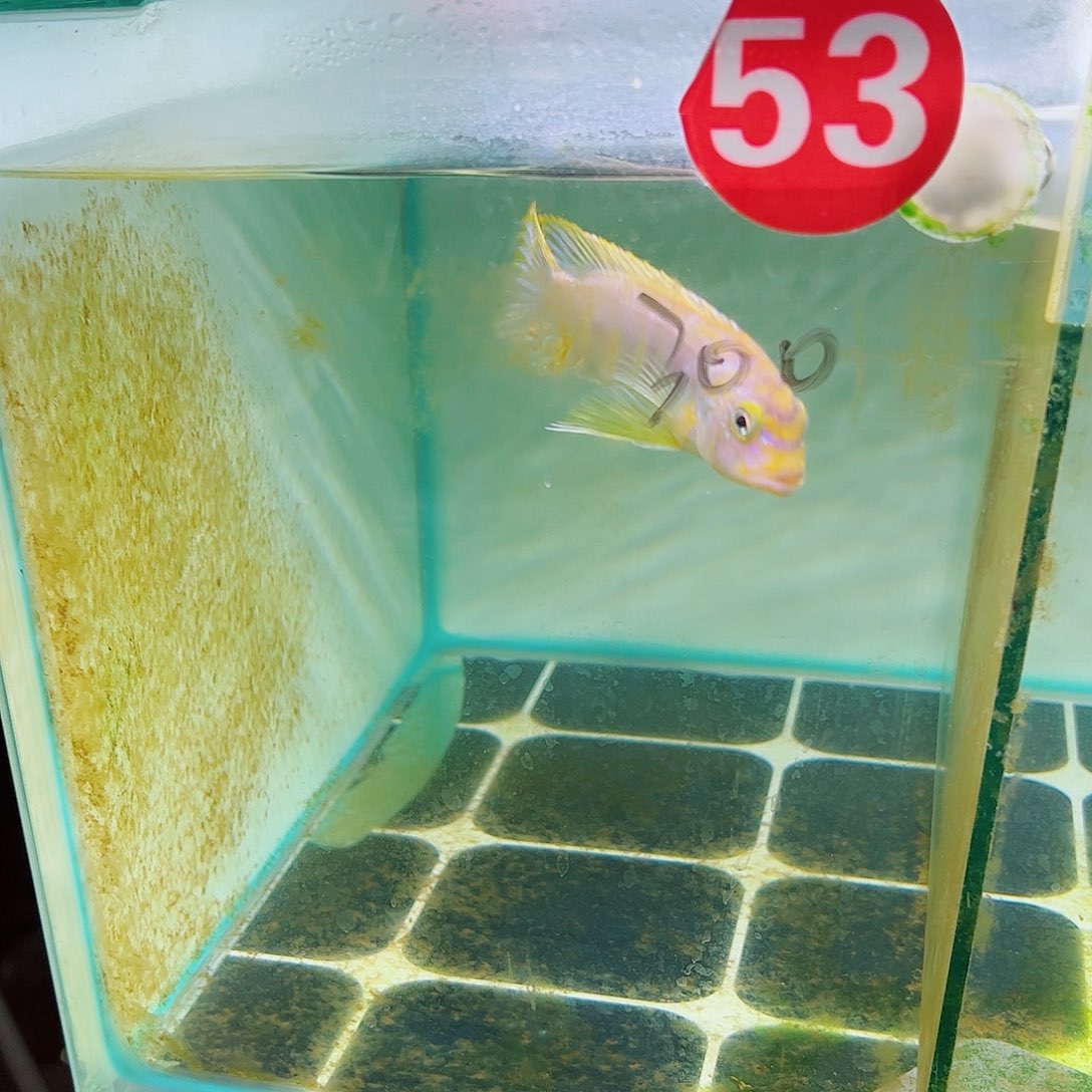 慈鲷哈桥美兰斑马