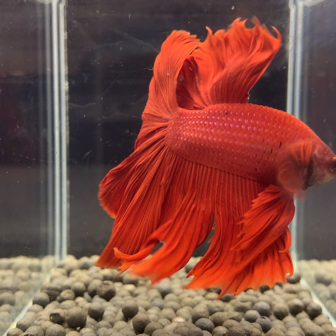 海水鱼七弟泰国斗鱼41