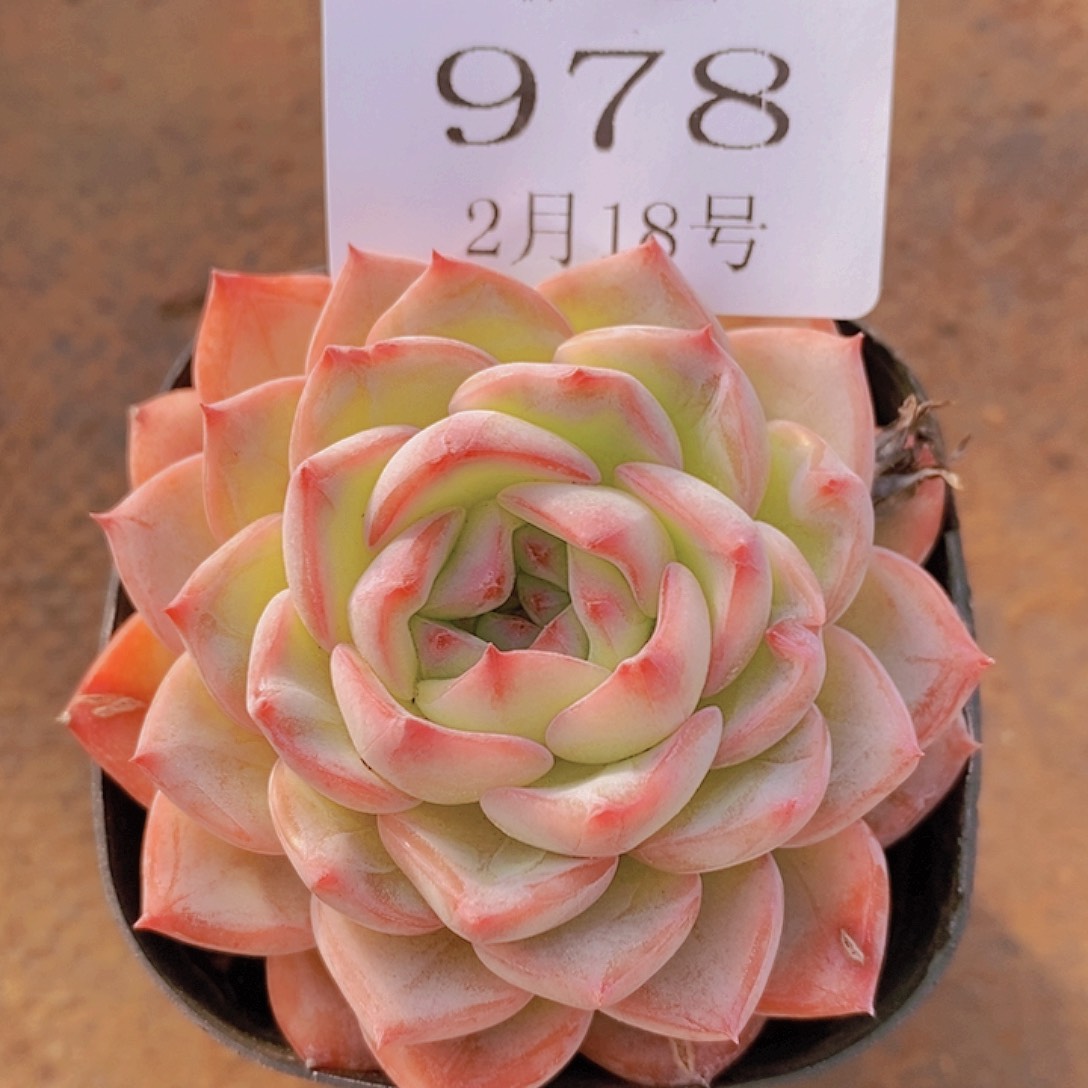 【闪购商品】云978