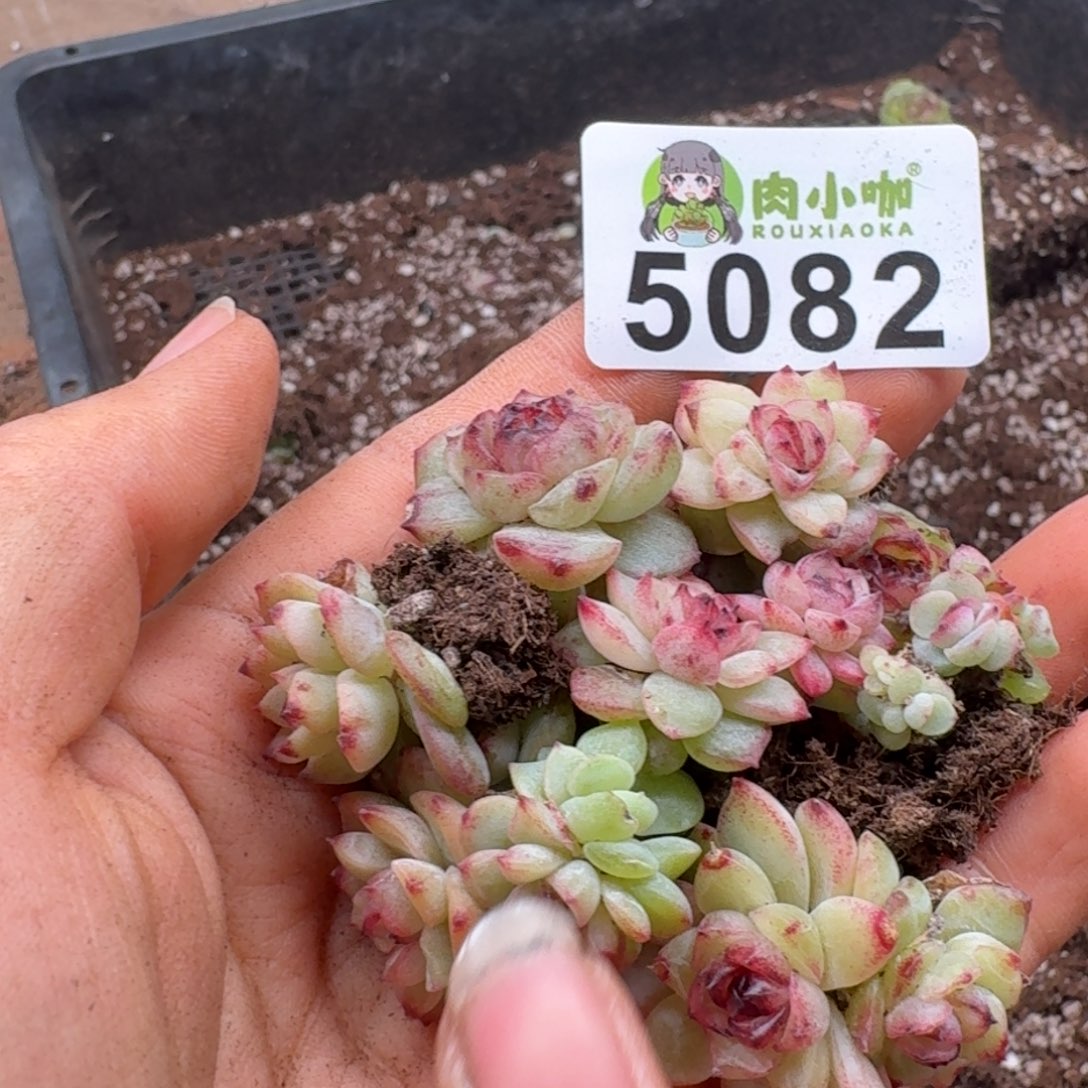 小***ღ多肉植物多肉植物
