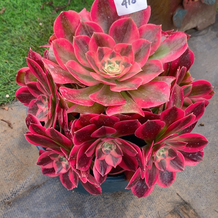 418粉女妖精品捧花朵朵