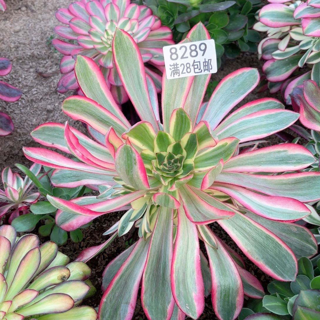 D. 8289红魔女多肉