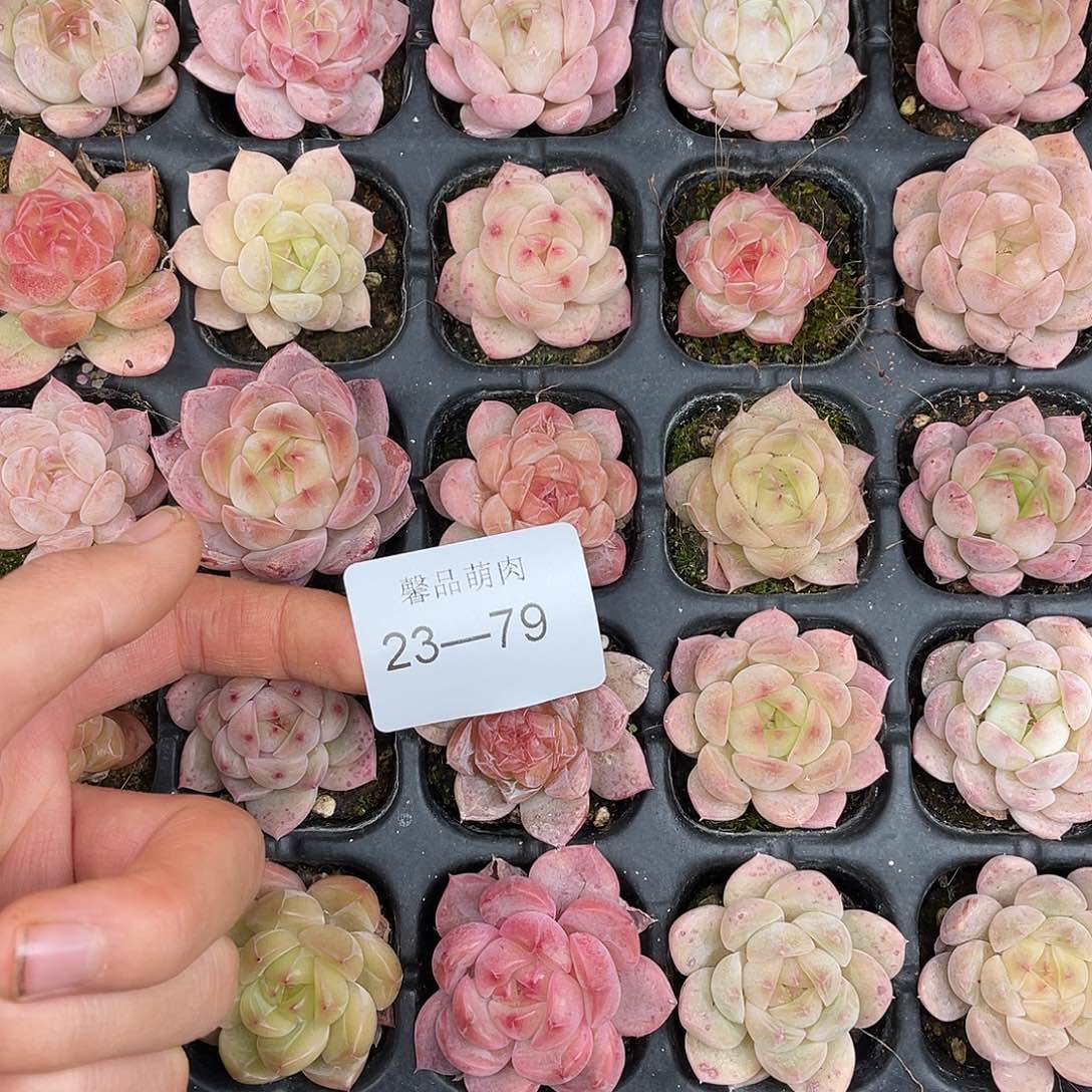 萌****多肉一物一拍23-79