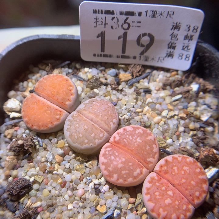精品生石花36.119