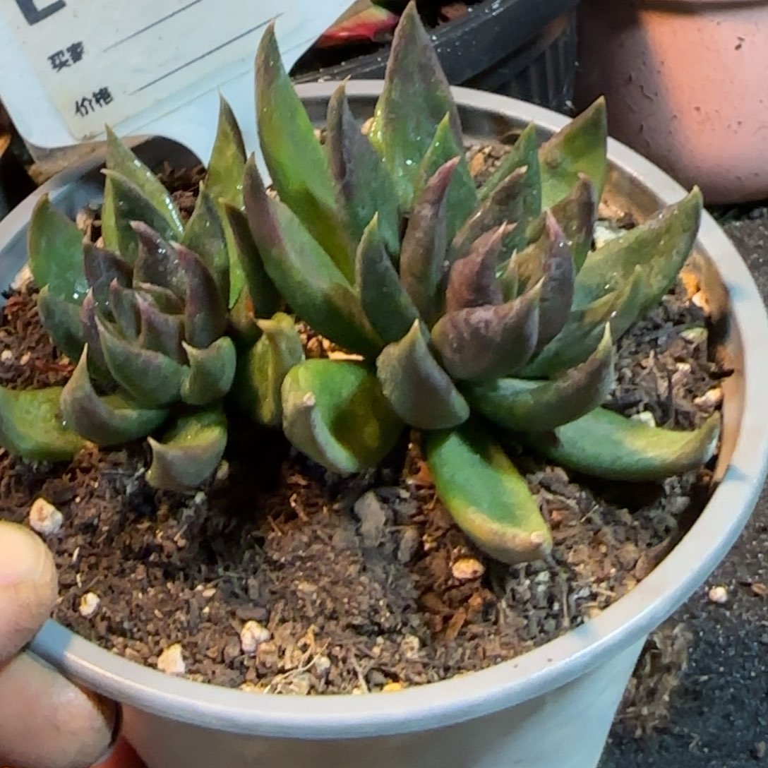 黑骑士710一物一拍包装收缩花旱