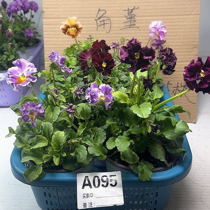 95号角堇清棚19.9米一筐