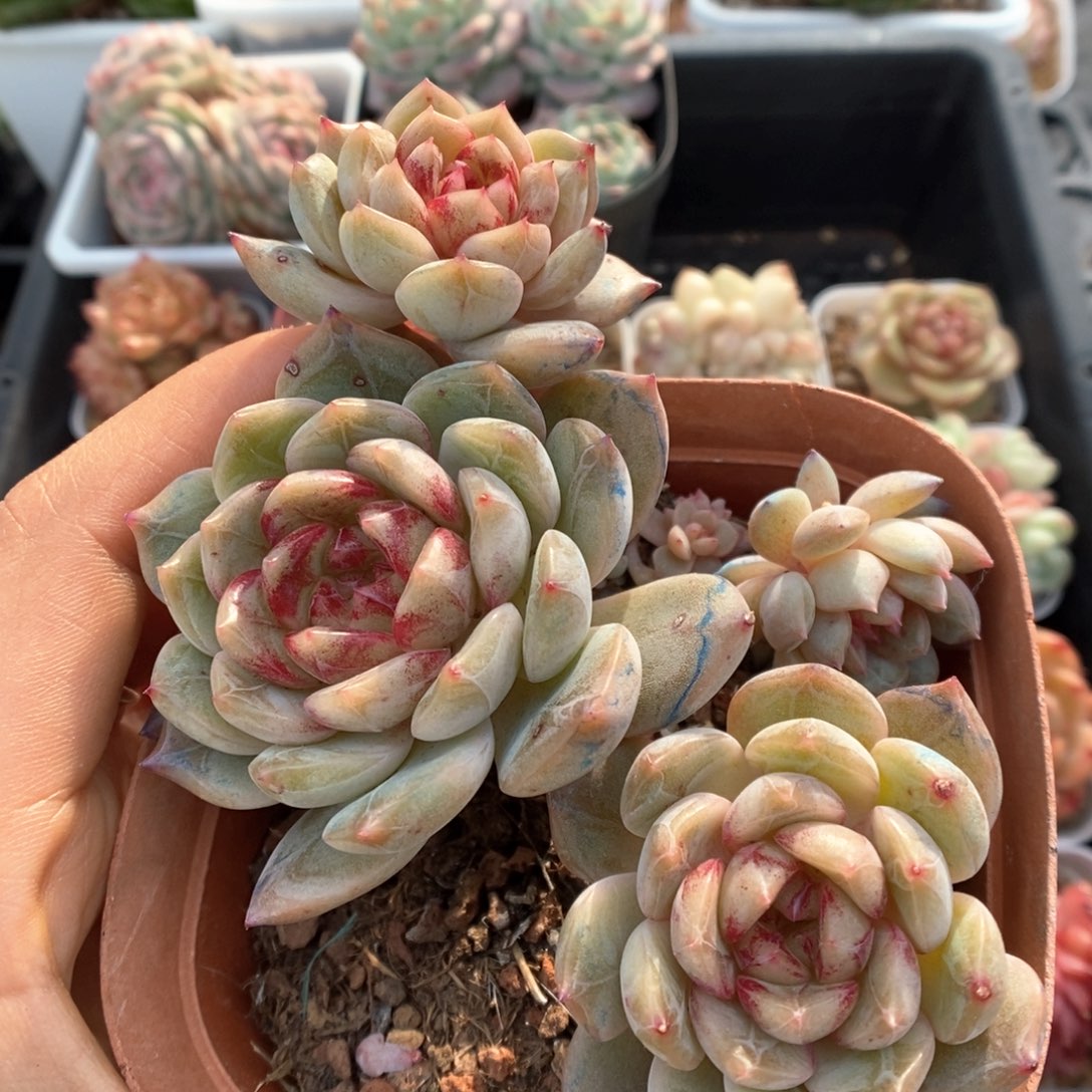 血斑珍妮群生可拍。    