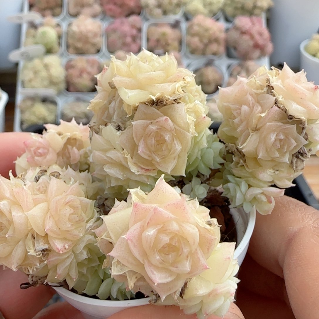 粉***酱【闪购商品】0210-22（m1-306-2）