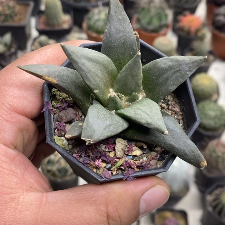 大号岩牡丹特价福利