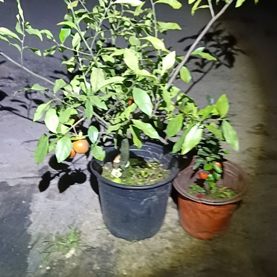 少量花朵（建议范围：2朵-5朵 或40%以下）