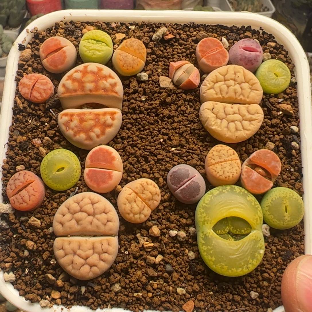 一组带盆多肉植物百科