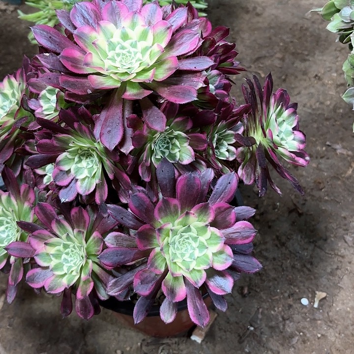 多肉植物法师天合58