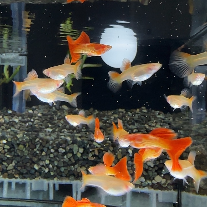 孔雀鱼黄金甲3✅对送1母