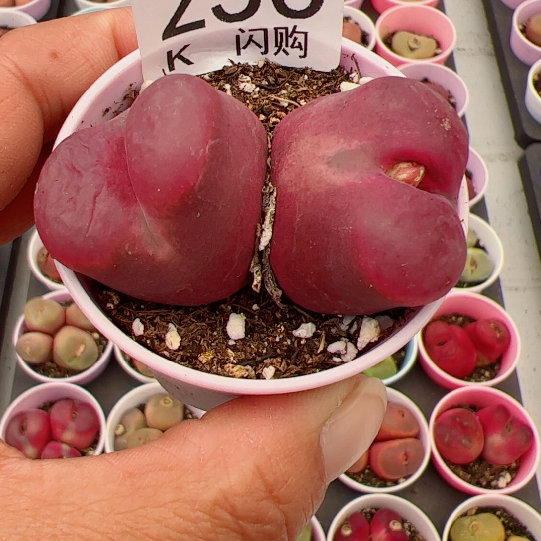 无花朵沉***夏我很喜欢这个K256