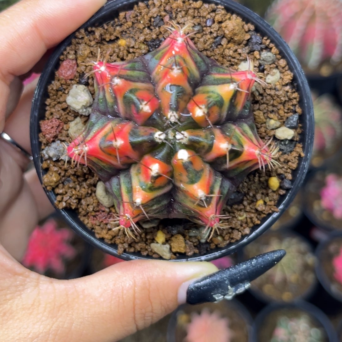 泰系米哈 带盆土发货