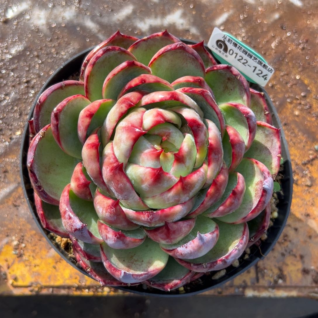 多肉精选编号0122.124