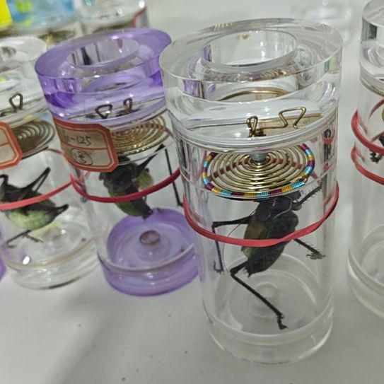 蟋蟀135一条大憨马力大
