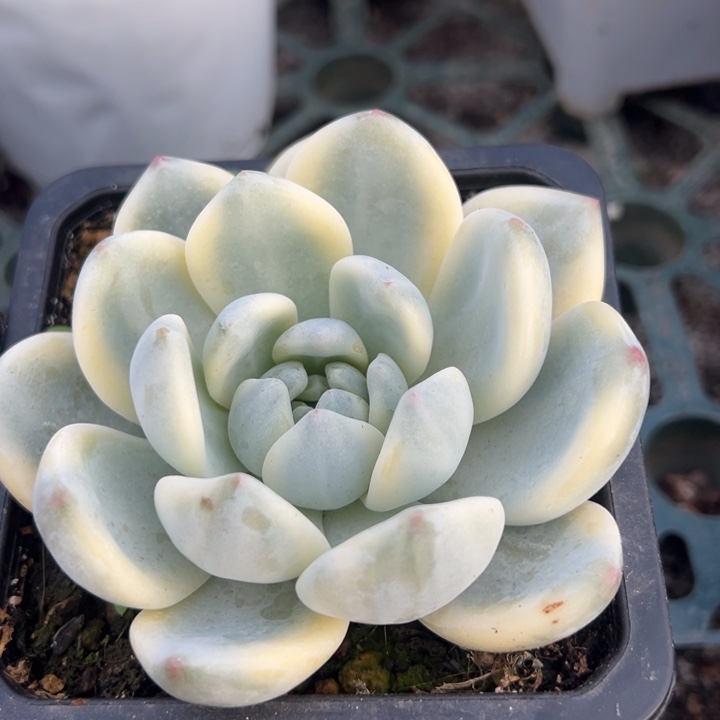 望舒锦一物一拍锦龙