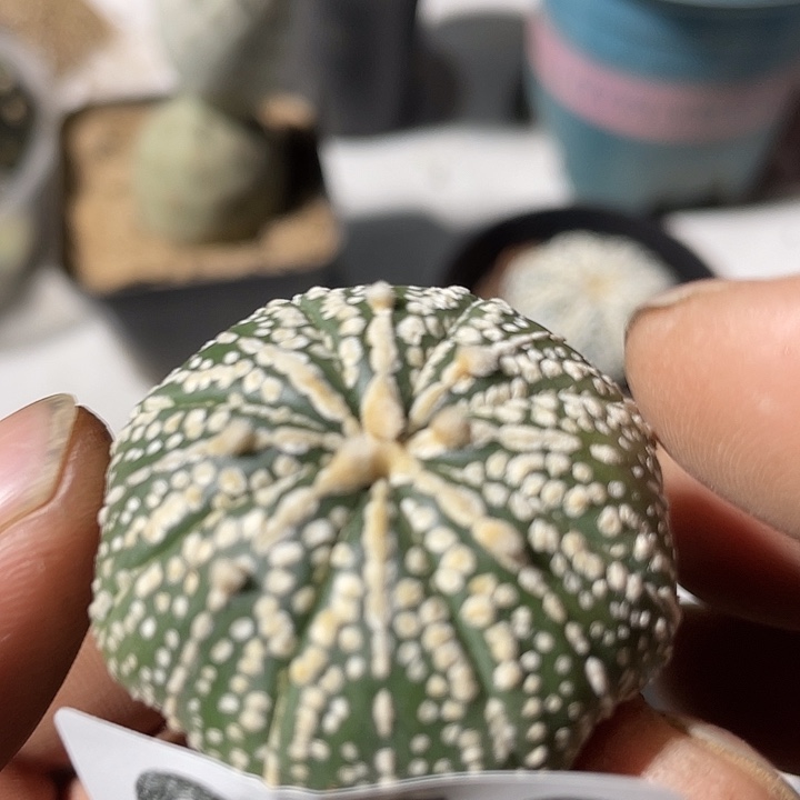 海星奇迹多979号仙人球