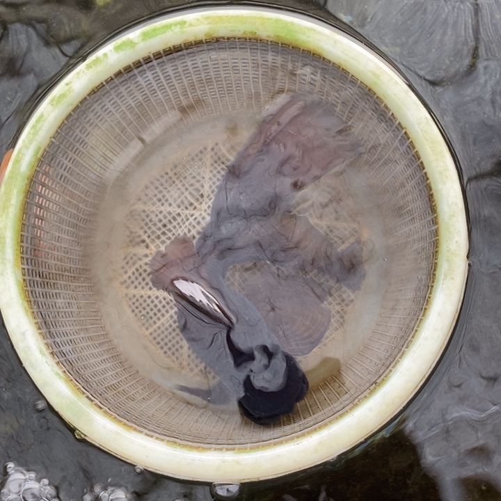 狮头鱼12333211111