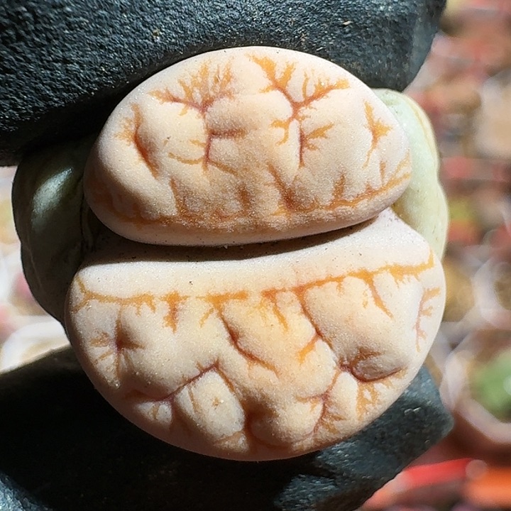 生石花12555。 533