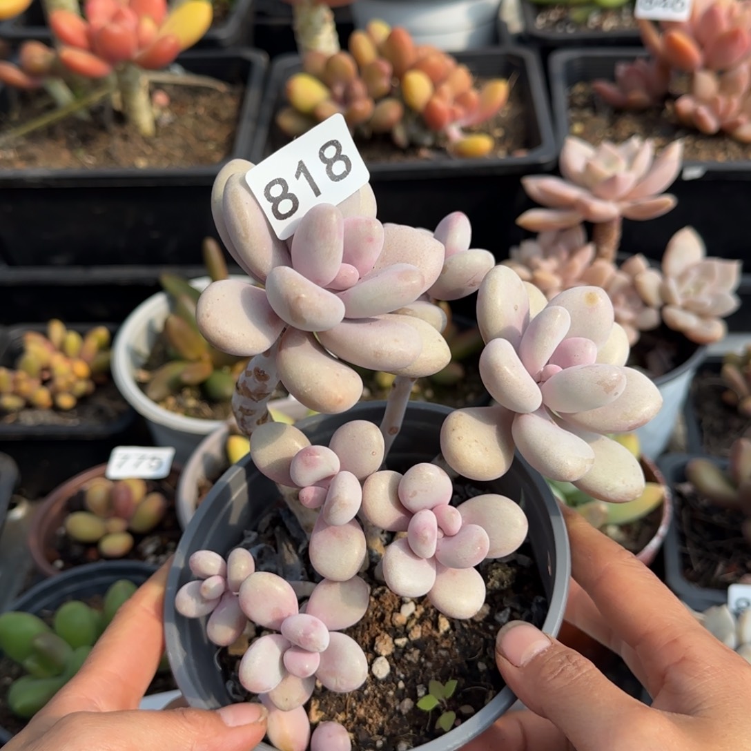 818号一物一拍一物一拍