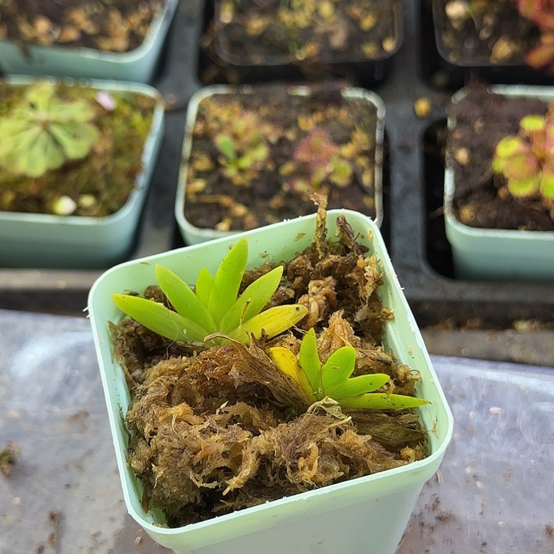 无花朵扇叶文心兰