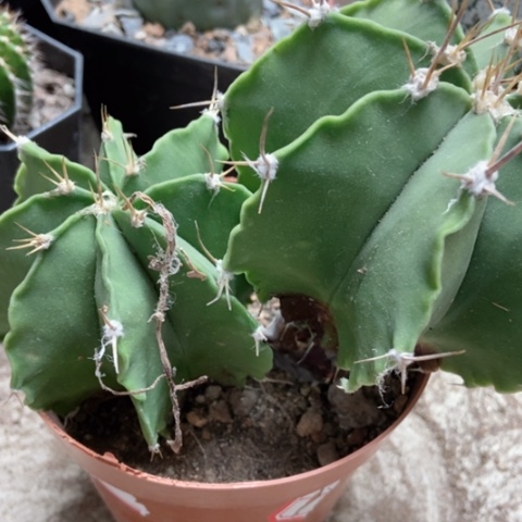 双头般若仙人球10米仙人球