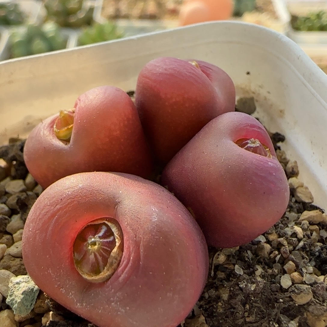 5831 大白多肉植物园