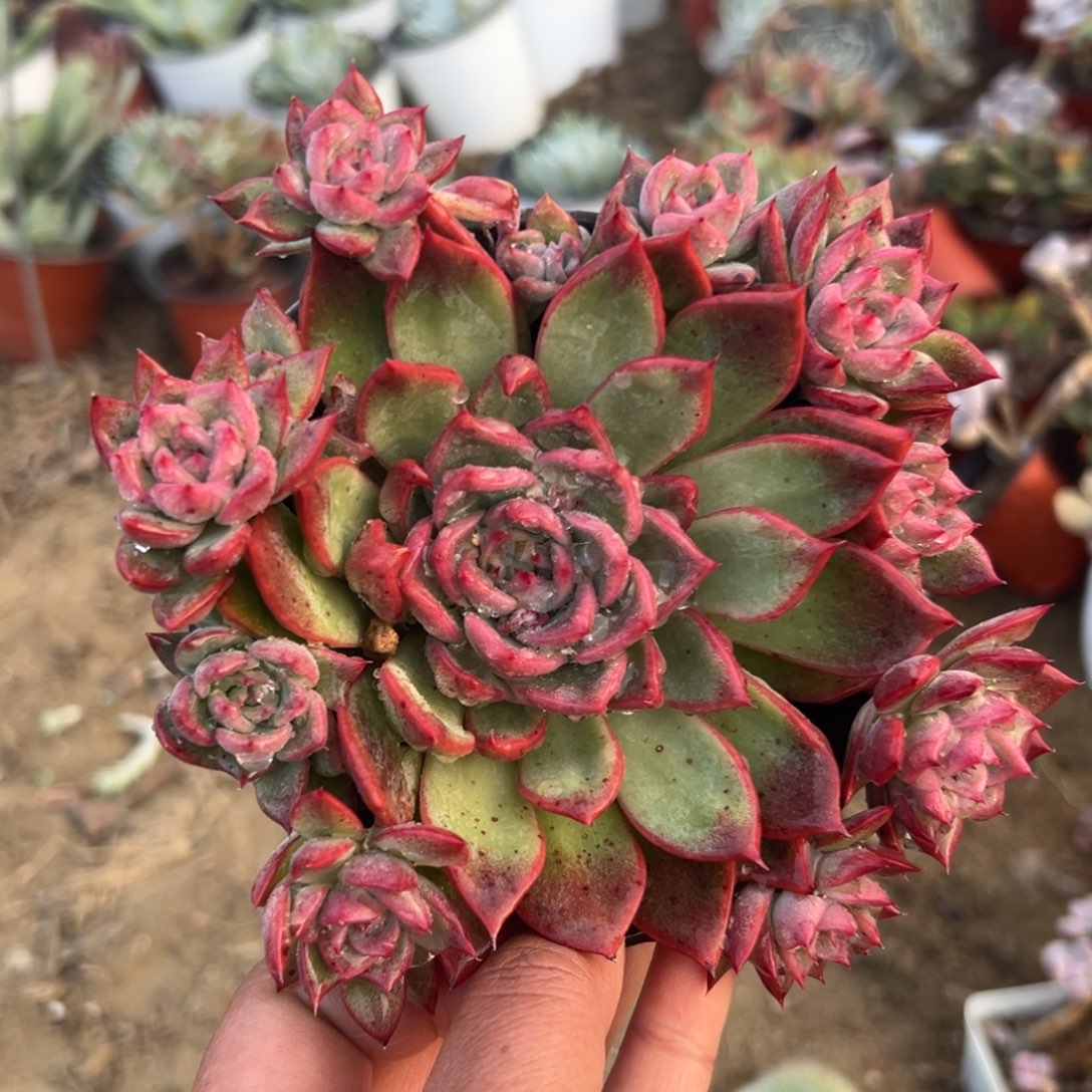 多肉植物多肉植物