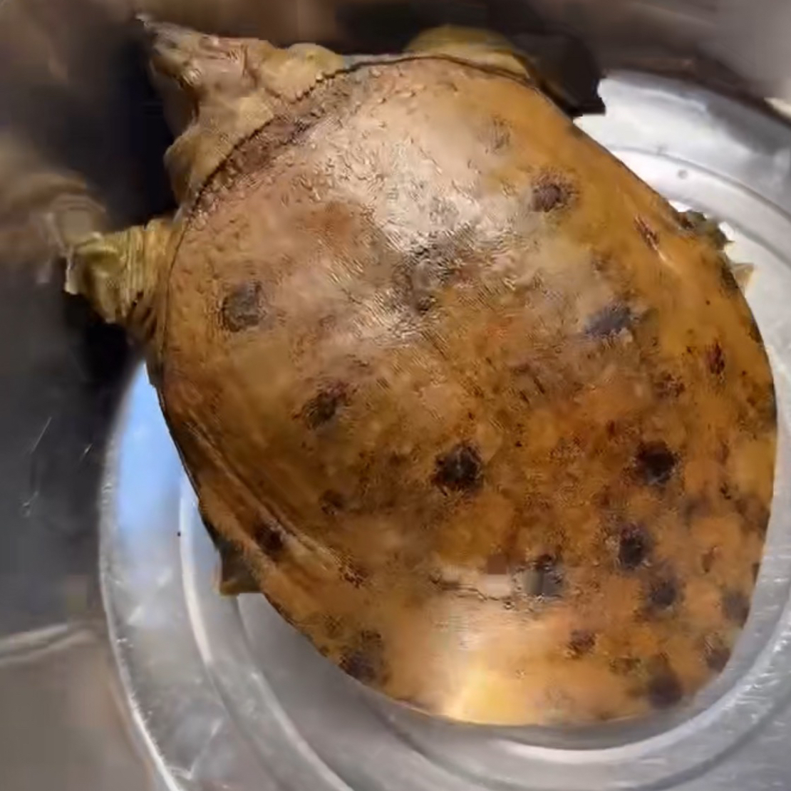 渔妹子土货链接鲜活顺丰包邮直播间称重为准