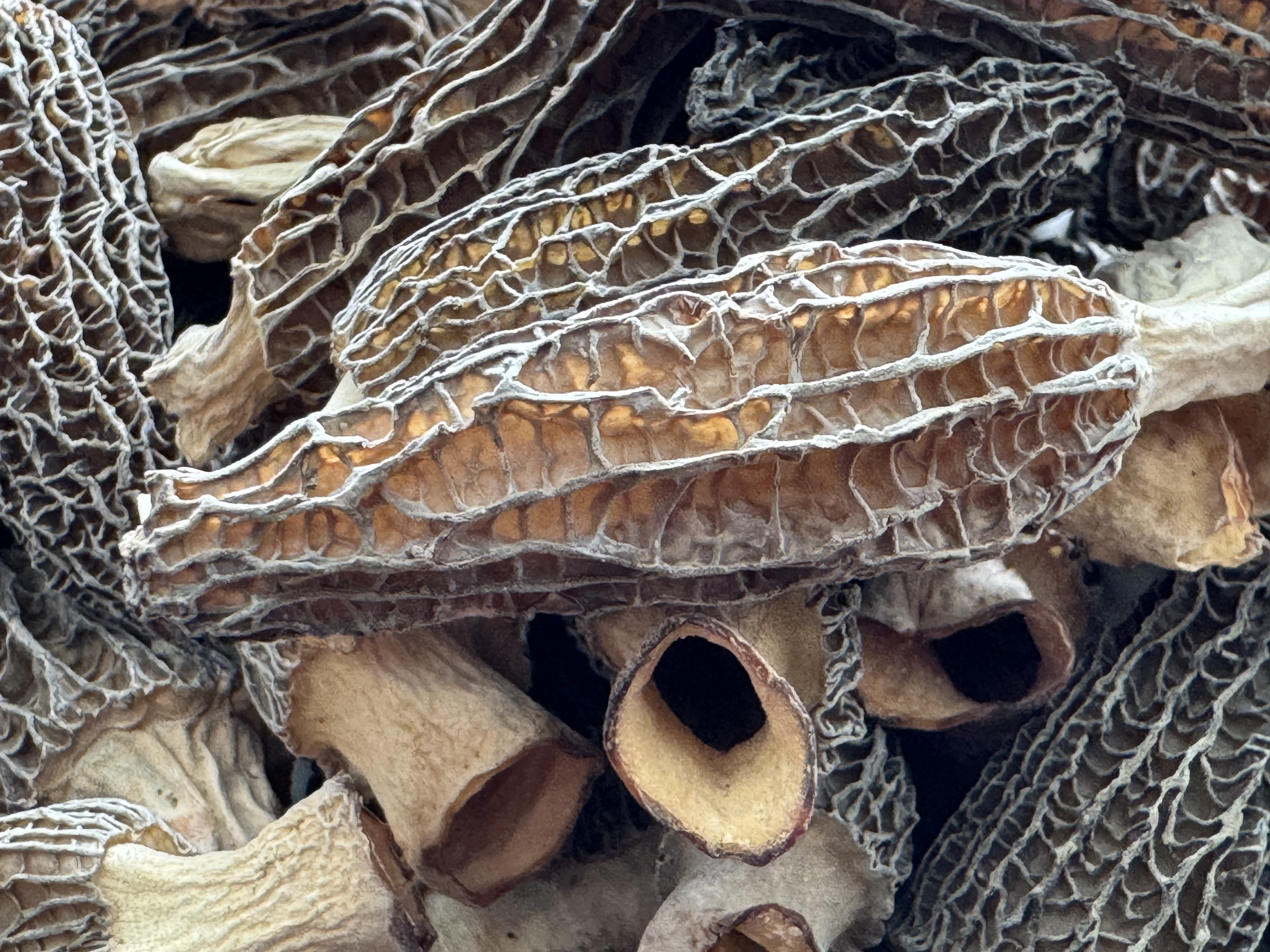 山货土特产专属杨肚菇