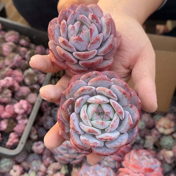 梦露单头7厘米左右2棵包邮，零下地区冻死冻伤不售后