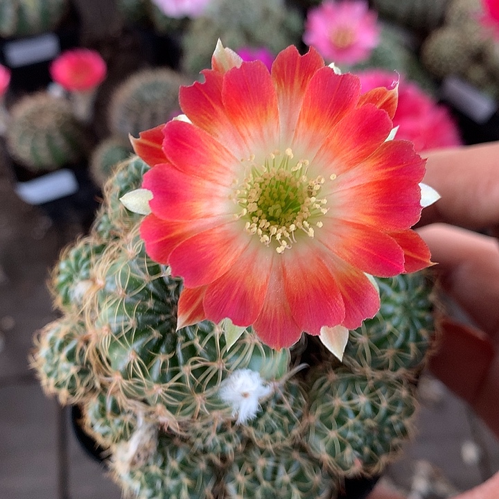 717 实生丽花7厘米盆