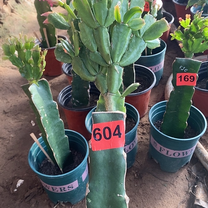 无花朵肖038/604号新疆不包邮