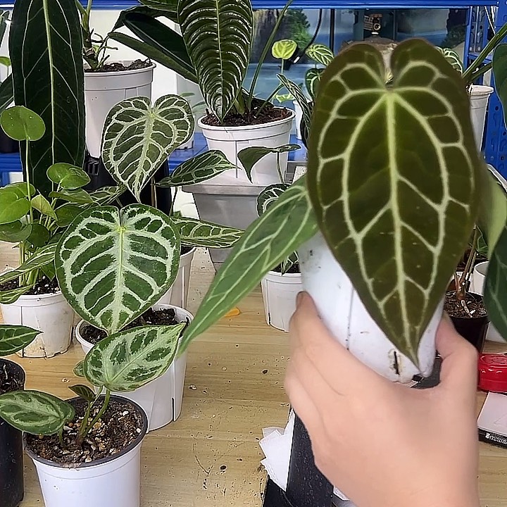 无花朵贝斯杂黑桃杂红水晶