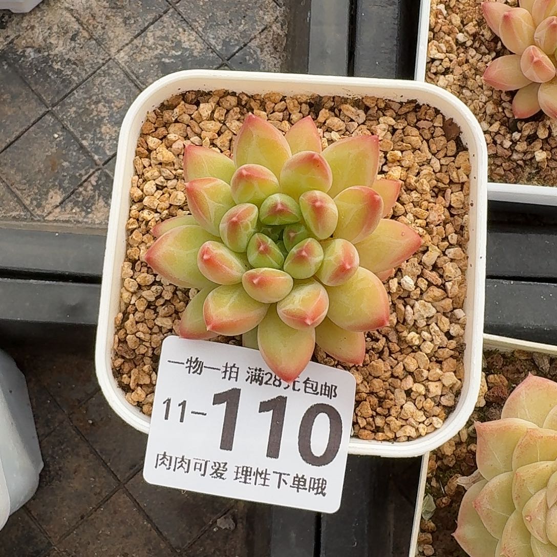 胖体青花瓷无盆土发货