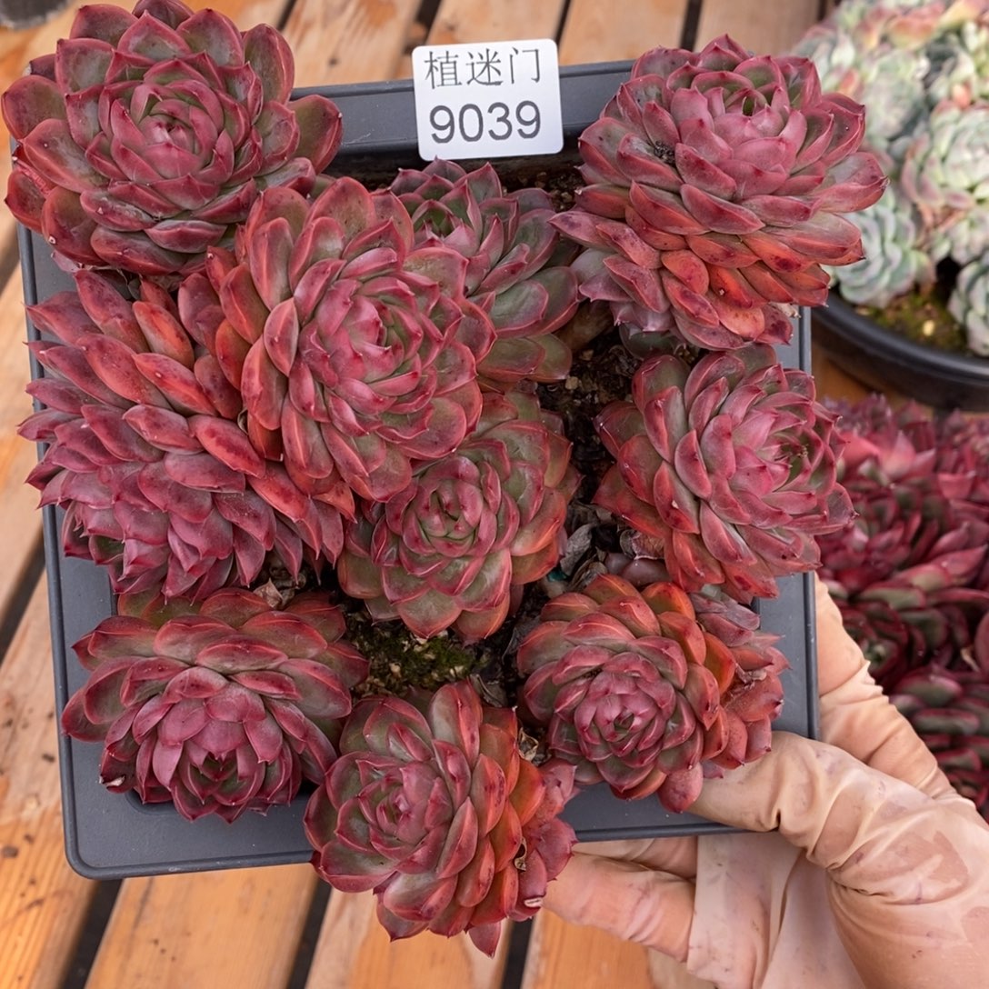 半***心不包~带盆土~9039~18厘米