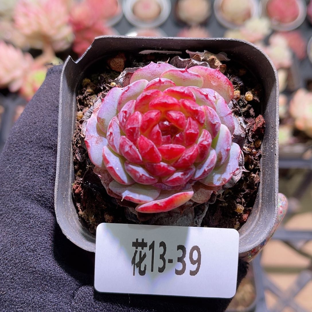 花利美13-39果糖单头