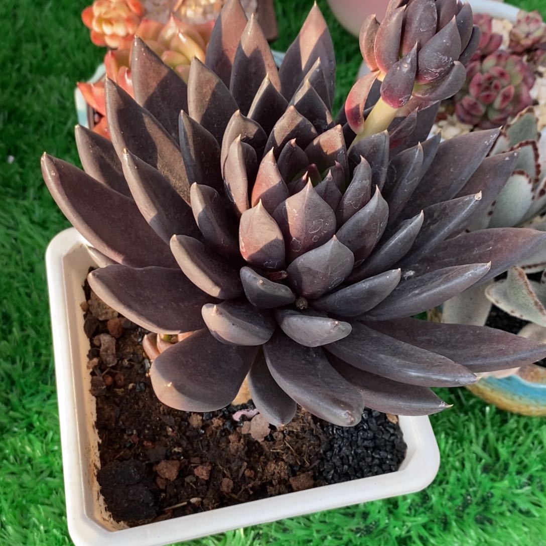 小**子小布兜子黑骑士多肉植物